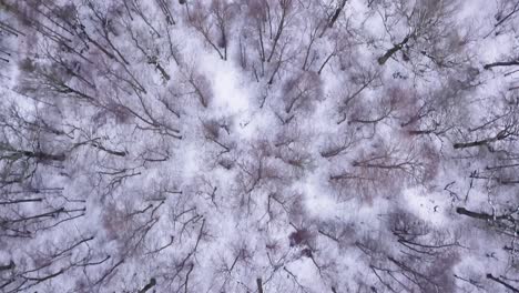 top down shot of a forest in winter near the city