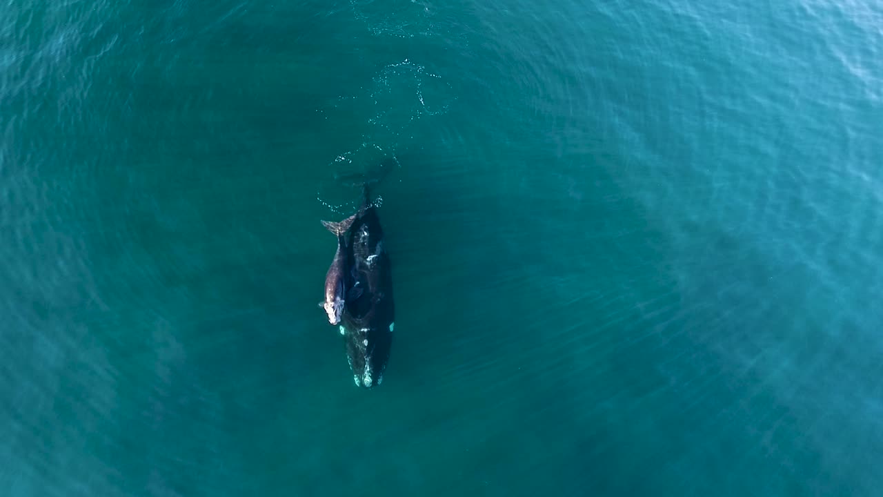 mother and calf of southern right whales from a drone slowmotion