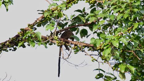 moving to the right then stops to grab a fruit as it dangles its tail down, three-striped palm civet arctogalidia trivirgata, thailand