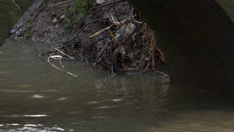 rat feeds on dumping bilge water drainage of the canal with polluted water and garbage