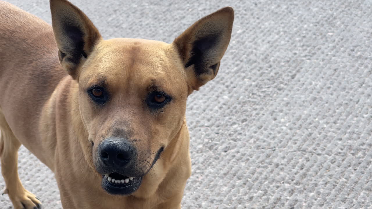Friendly stray dog at the side of a street