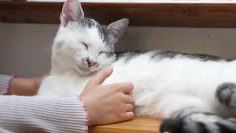 un gato gris y blanco recibiendo rasguños suaves en la cabeza cerca de una ventana mientras se acuesta