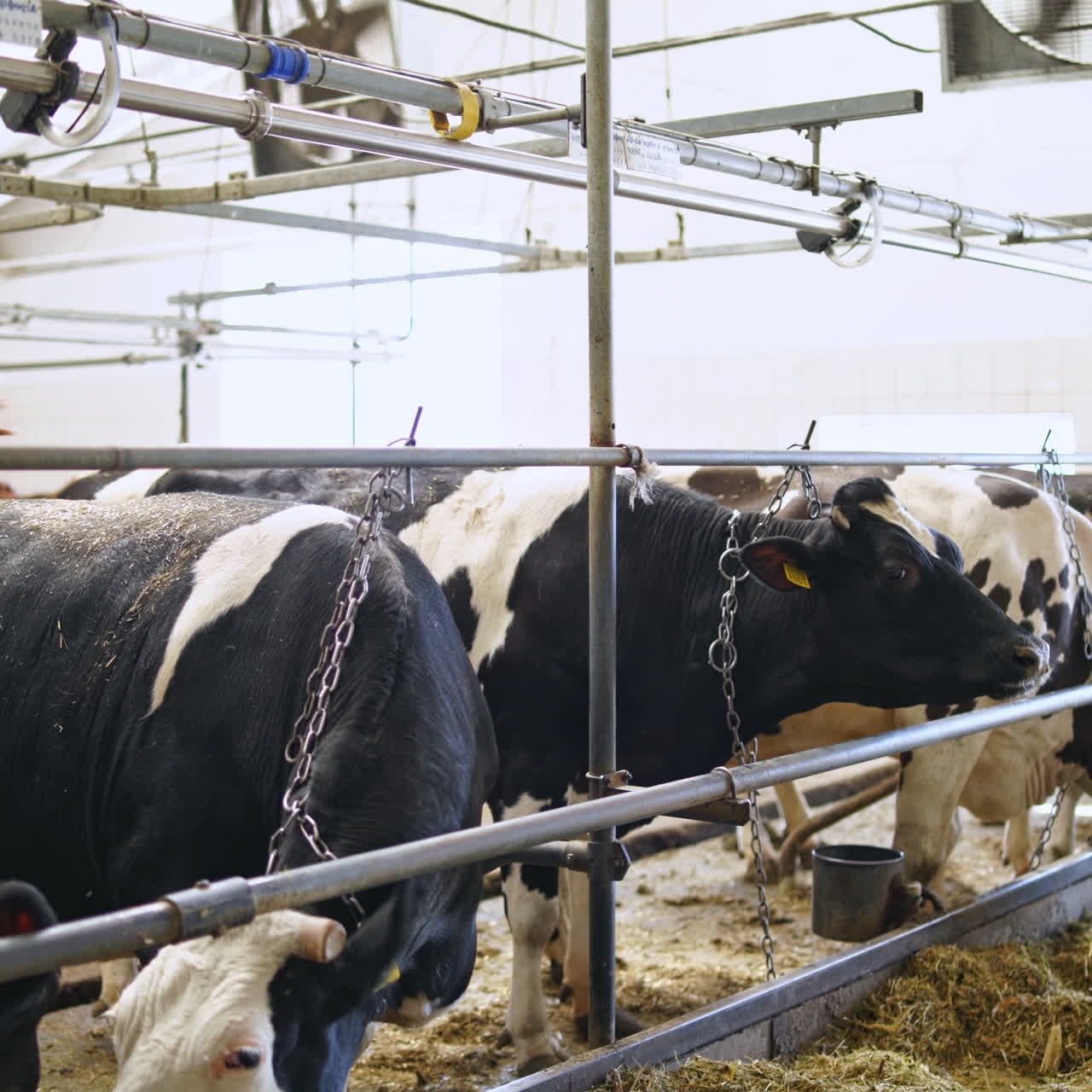 Cows eating hay inside a cowshed. Dairy cows standing in a row and eat dry grass in a farm barn. Livestock on a farm.