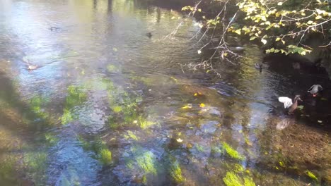 Eine-Gruppe-Enten-Schwimmt-Auf-Dem-Fluss-Stour-In-Canterbury,-Kent