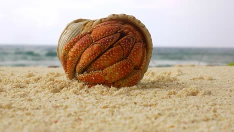 Close-up-of-hermit-crab-opening-up-and-crawling-away