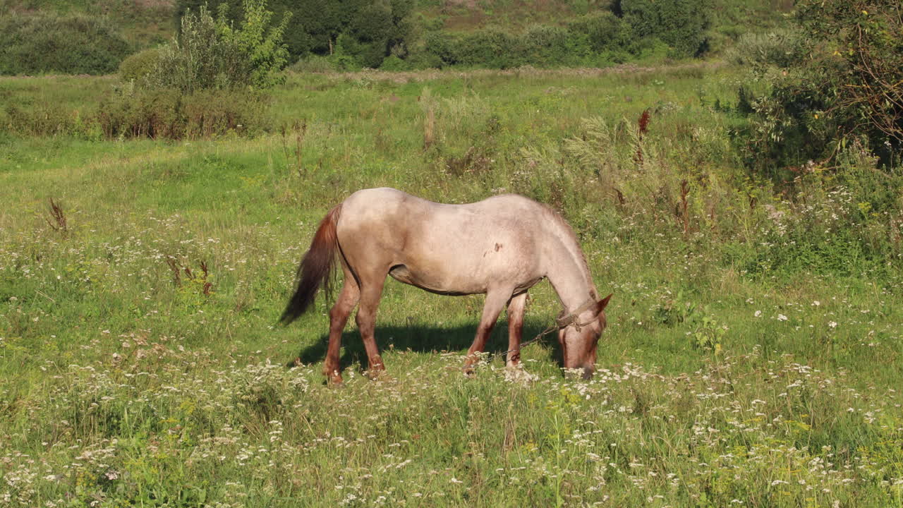 hermoso caballo marrón parado en un campo masticando hierba