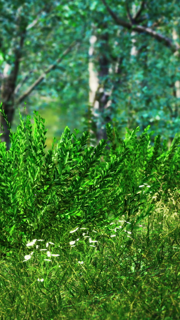Lush green plants in a forest with sunlight filtering through trees