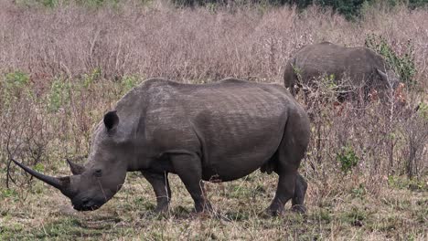 white rhinoceros with a long and sharp horn on the african savannah
