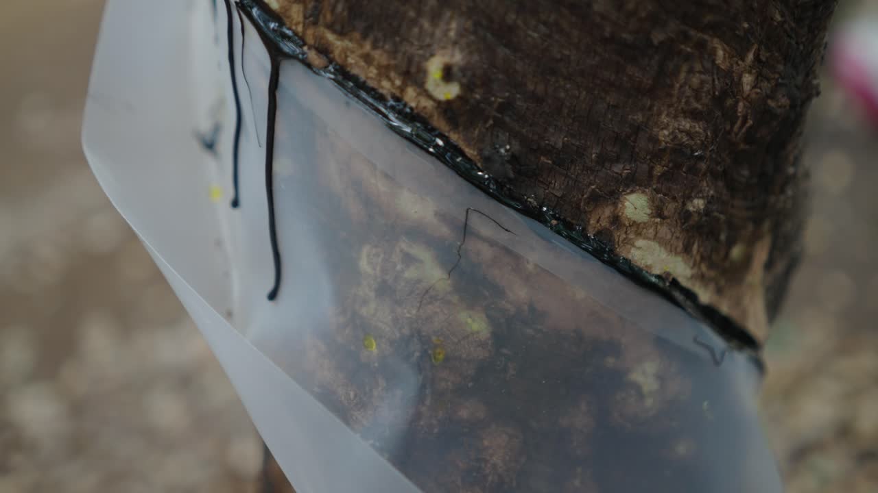 Plastic cover on tree trunk