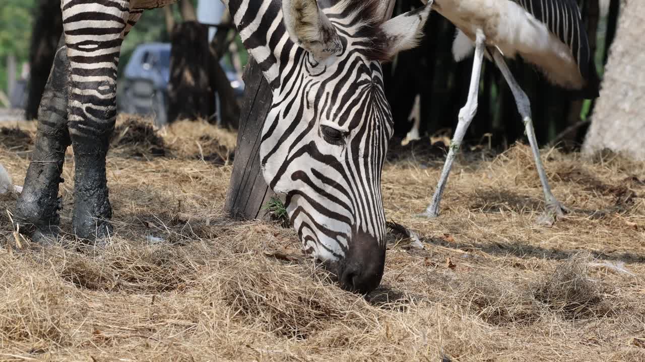 Zebra eats grass beside a lying ostrich.