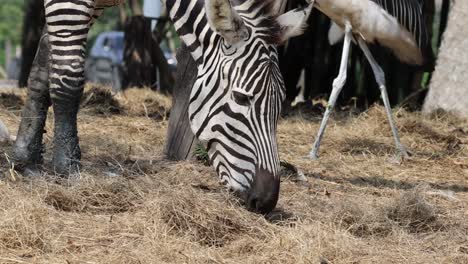 zebra eats grass beside a lying ostrich.