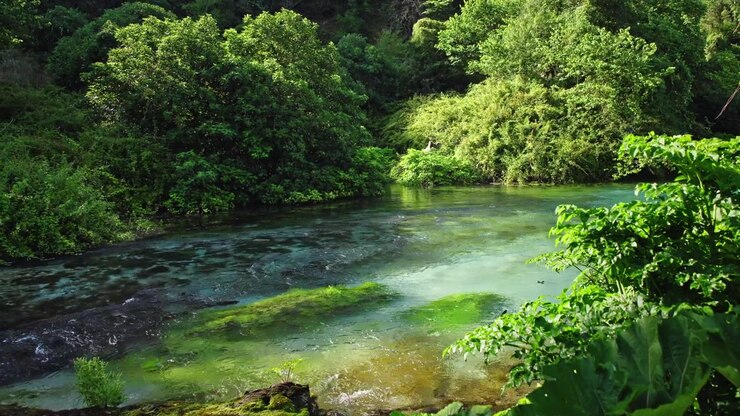 Un fiume cristallino che scorre attraverso una foresta verde e lussureggiante