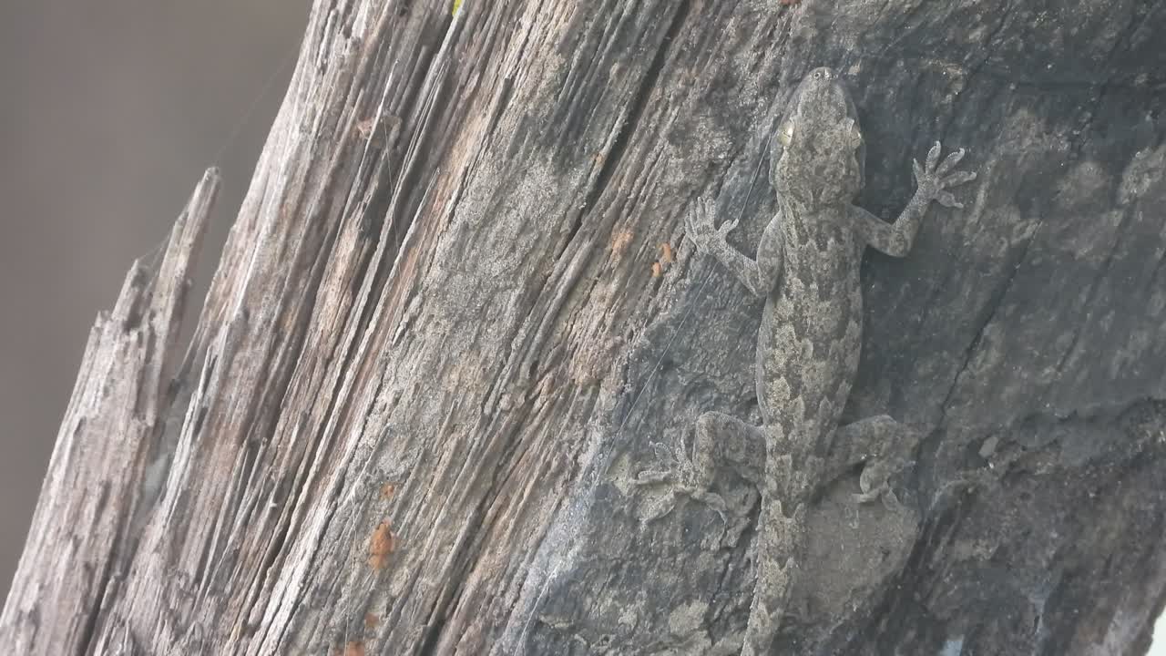 나무 속 에 있는 도마 ⁇  - 기도 를 기다리고 있다