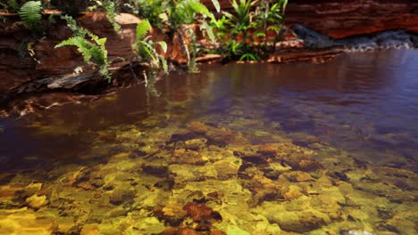 estanque dorado tropical con rocas y plantas verdes