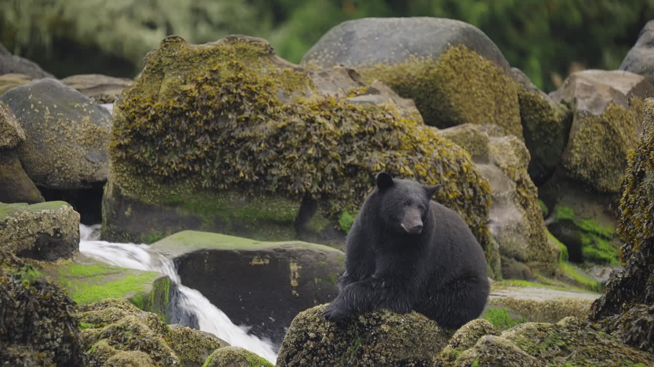 Oso negro en la Columbia Británica, Canadá, pescando en la playa y entre las rocas mientras se preparan para la hibernación y la época invernal