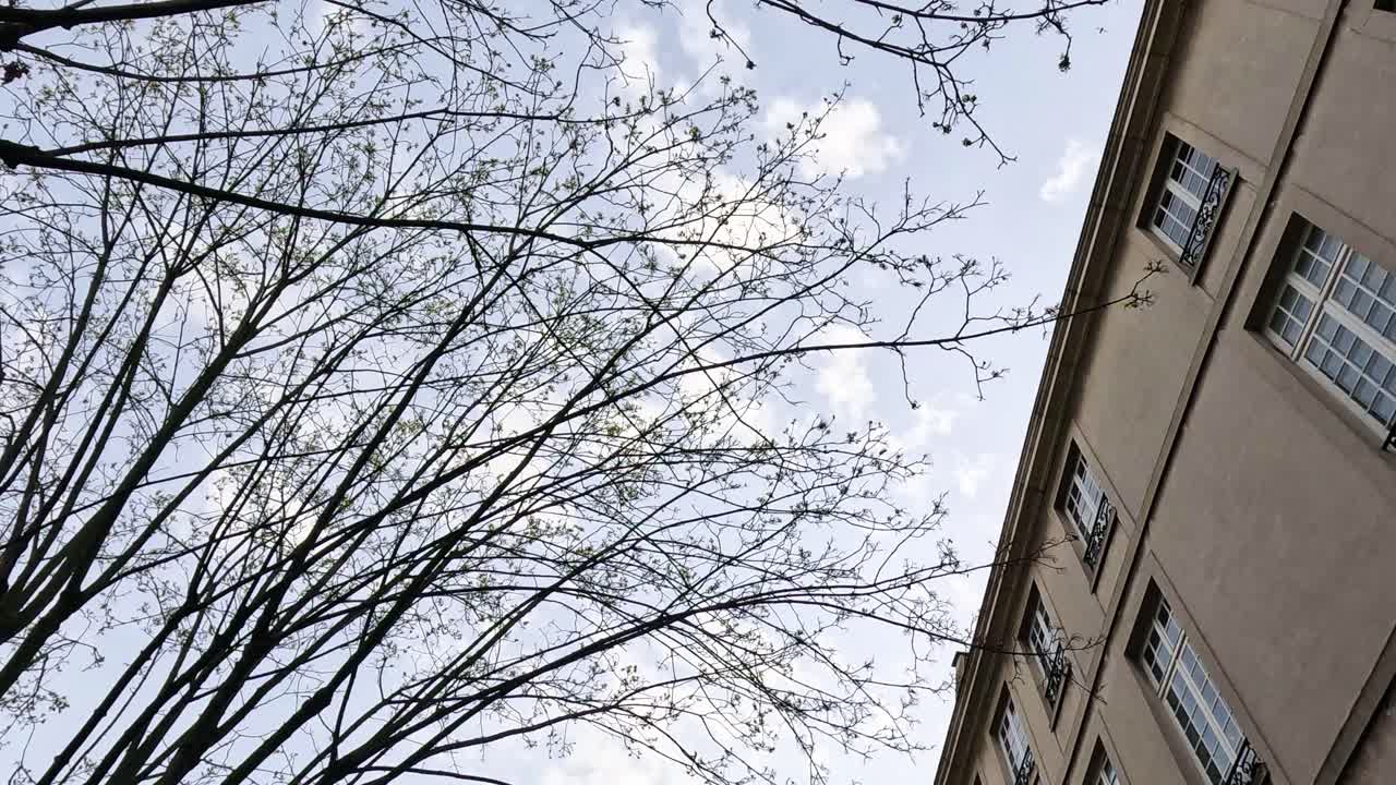 건물 배경에 대한 나무 가지의 타임 라프스