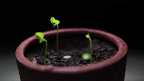 close-up-of-plants-in-flower-pots-exposed-to-light-from-dark-to-light