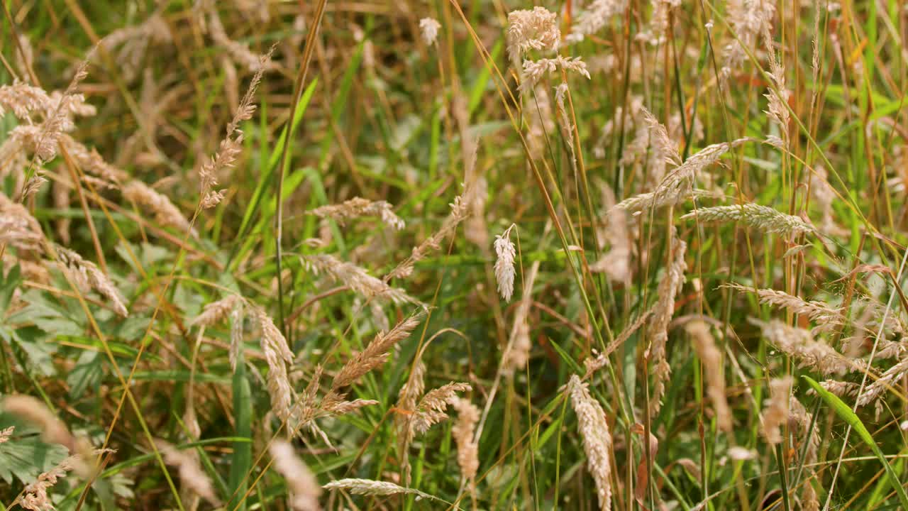 Tall wild grasses sway in soft sunlight, close-up, natural movement, Highlands, Scotland, summer