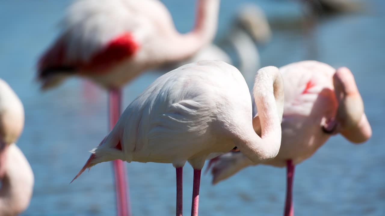 flamencos carmargue 43