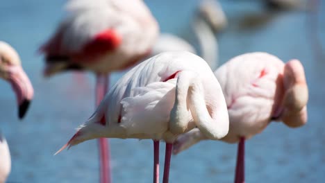 flamencos carmargue 43