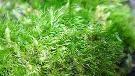 Time-lapse movie of spraying moss