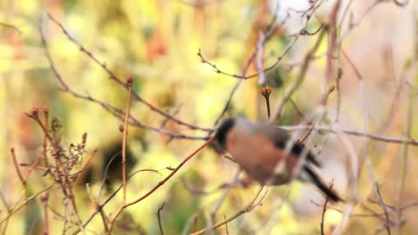 Female-bullfinch-delicately-perches-while-indulging-in-a-meal-of-peach-buds