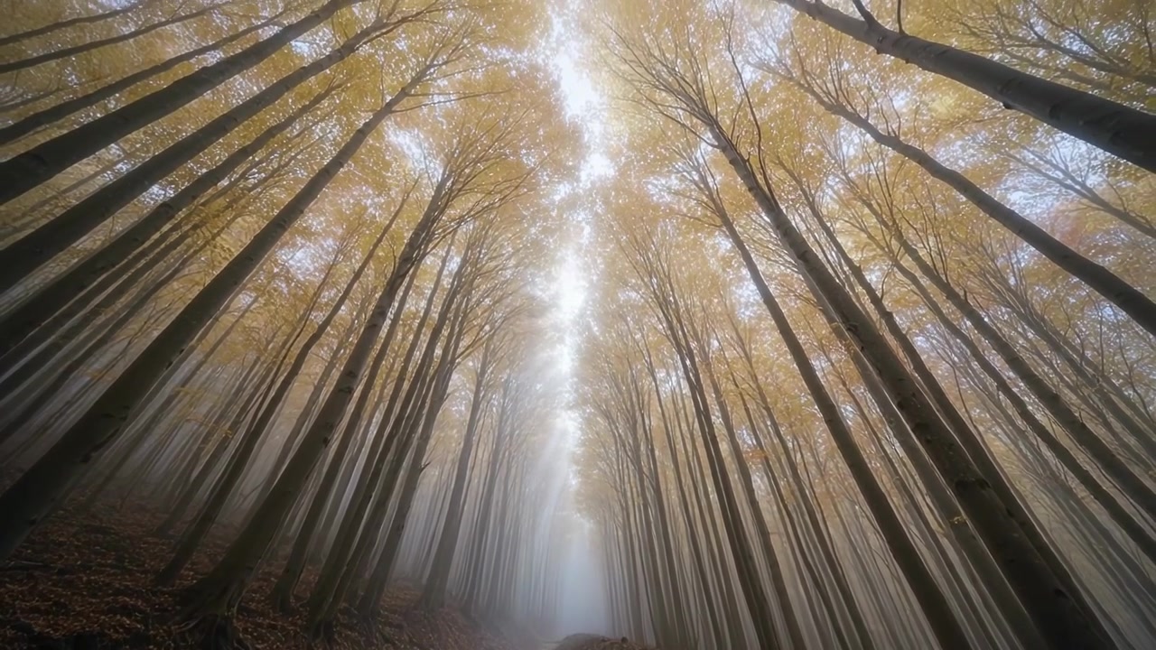 Telecamera che avanza inclinando verso l'alto, un sentiero stretto rivela alberi alti e una luce centrale con nebbia bassa