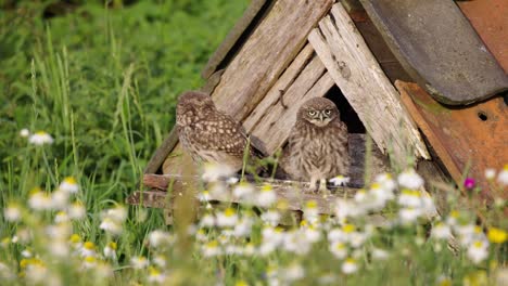 Two-little-owl-chicks-wait-at-owl-house-for-their-mom-to-feed-them,-closeup