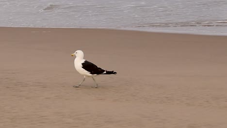 Möwe-Zu-Fuß-An-Einem-Sandstrand-Mit-Kleinen-Wellen-Im-Hintergrund