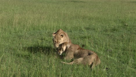 african lion females greeting each other, masai mara, kenya