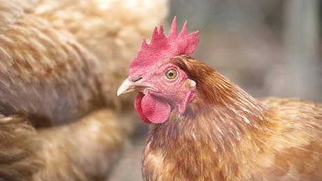 side view of chicken hen with red comb and wattles