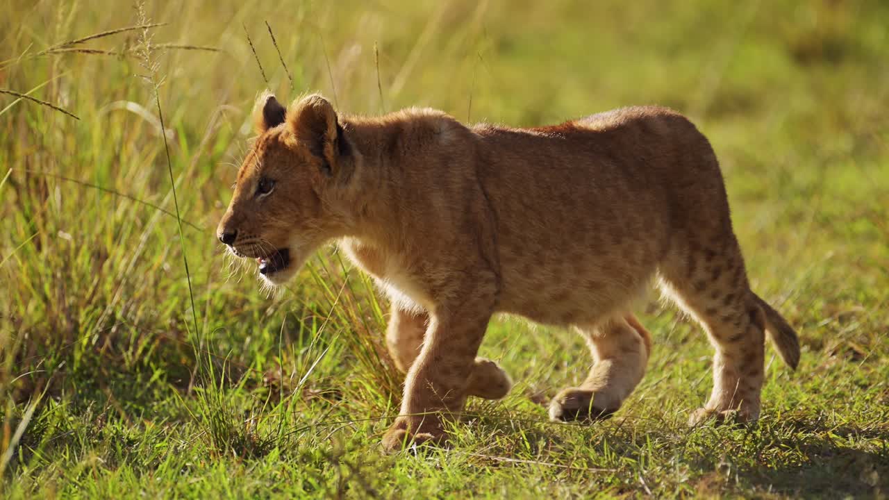 slow motion van schattige leeuwenkinderen, afrikaanse safari wildlife van kleine baby dieren in maasai mara, kenia, afrika, kleine jonge leeuwen lopen stalken door lange savanne grassen in maasai mara