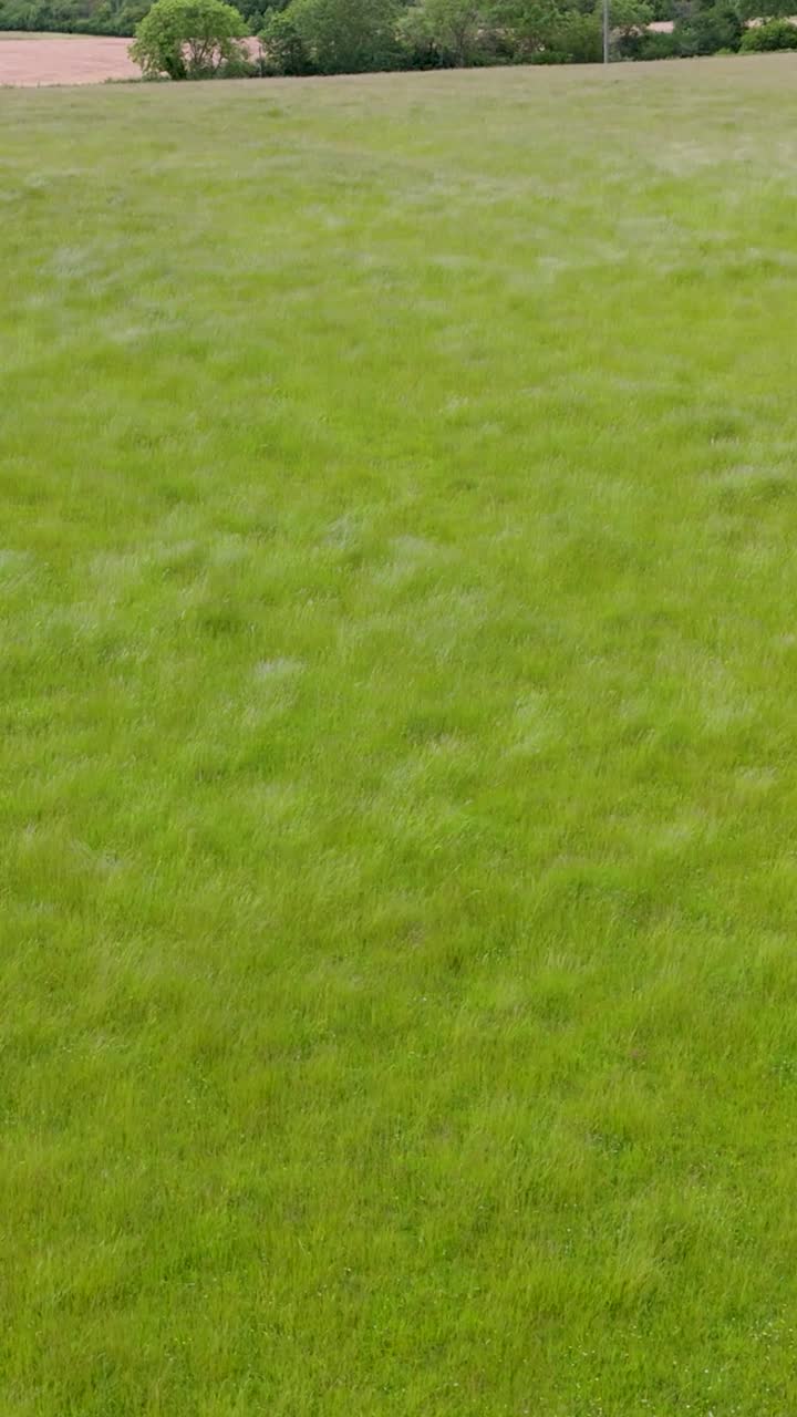 Vertical drone shot slowly rising over windy English countryside grassy field with wavy pattern, with trees and sky behind