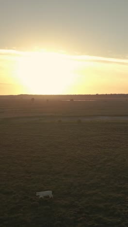 sunrise or sunset over a field with cows