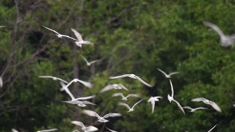 terns are seabirds that can be found all throughout the world at sea, rivers, and other wider bodies of water