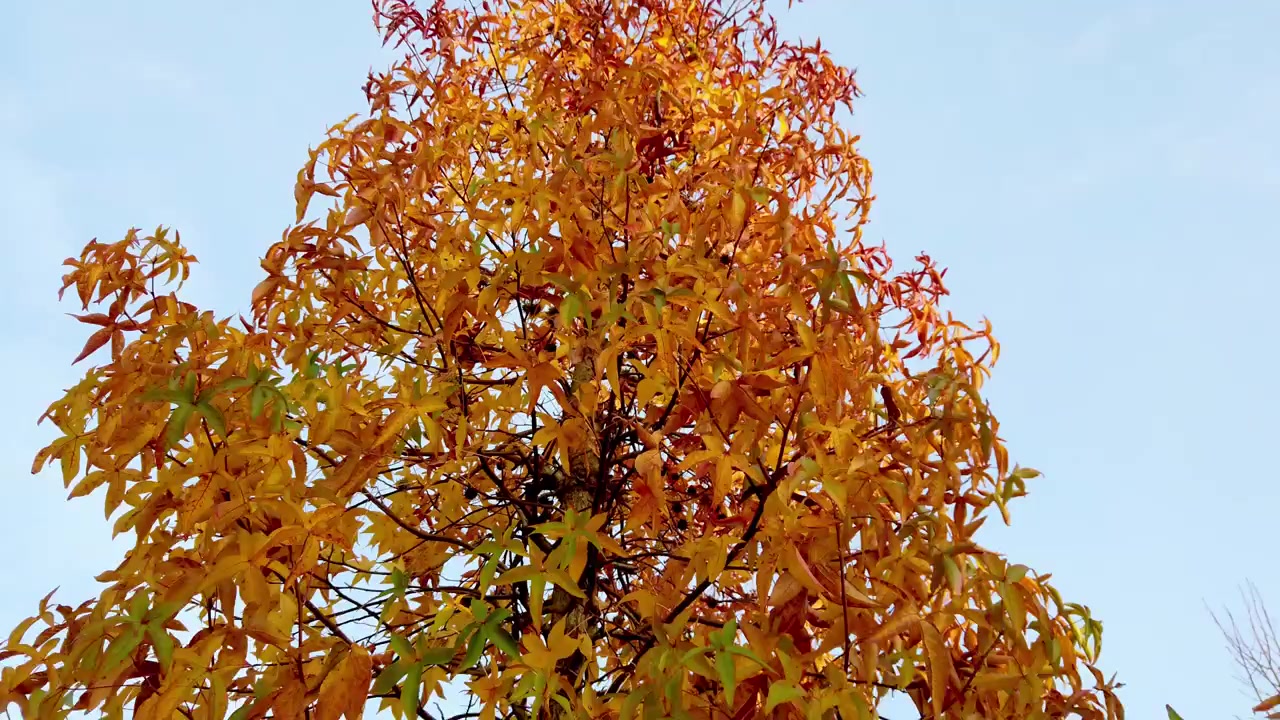 Beautiful view of the green, yellow and orange autumn leaves on a tree during leaf fall, windy day, Tenerife, Spain. Tilt up.