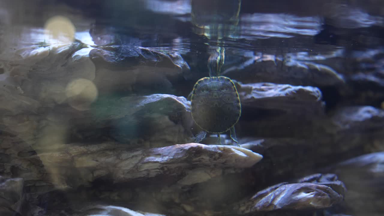 маленькая черепаха в аквариуме