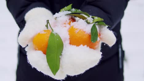 naranjas de invierno en la nieve