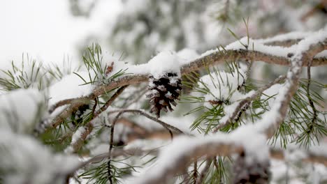 pine cone covered during snow