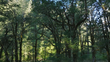 drone aerial of scenic of trees in southern washington state-8