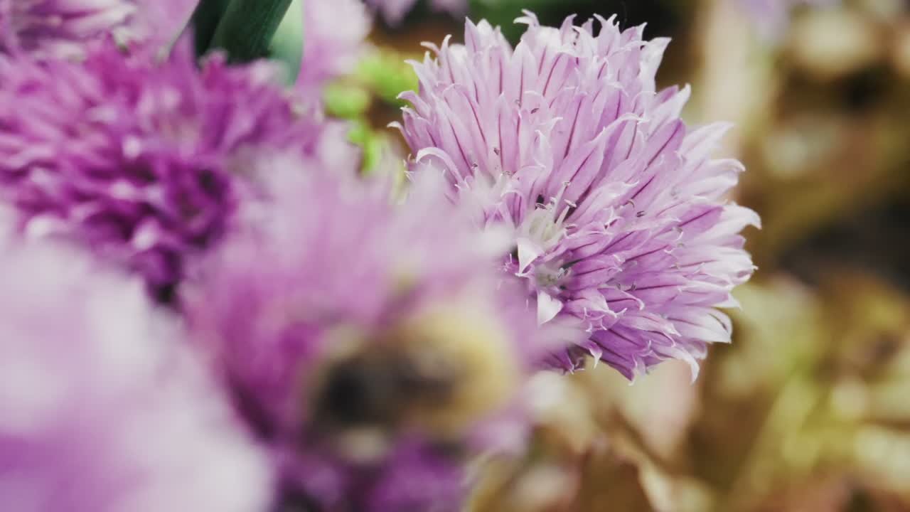 Orange-belted Bumblebee Foraging On Flower Of Chive Plant In Garden. rack focus, macro shot