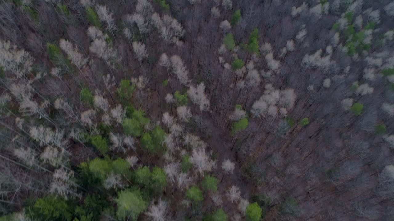 Aerial Drone Shot of a Forest in Autumn, 4k UHD