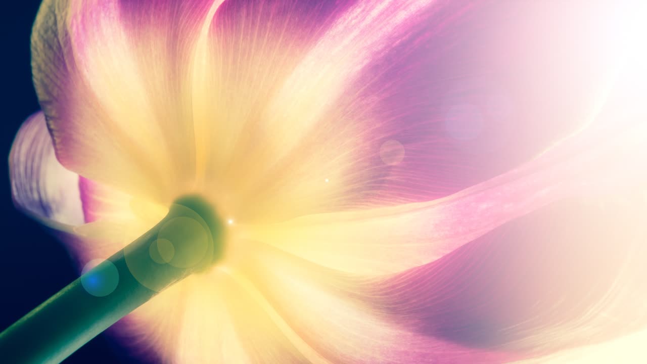 립의 잎자루는 빛과 빛으로 클로즈업입니다. 16x9 4k 원시 비디오 고품질. prores 422 hq.