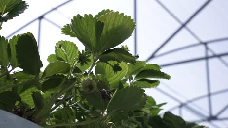 Greenhouse-Cultivation-With-Growing-Strawberries-Fruit-Farm