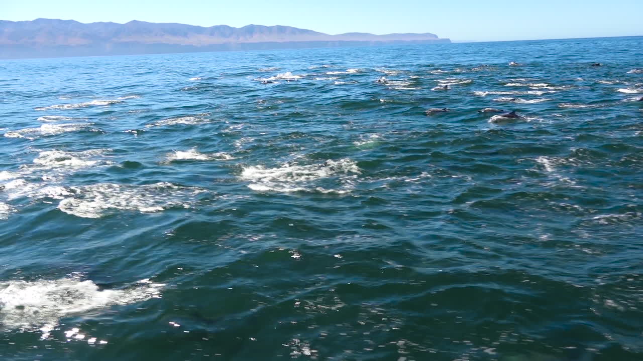 수천 마리의 돌고래가 거대한 꼬투리를 타고 채널 제도 국립공원을 통해 이동합니다. 1