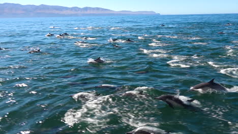 miles de delfines migran en una manada masiva a través del parque nacional de las islas del canal 1