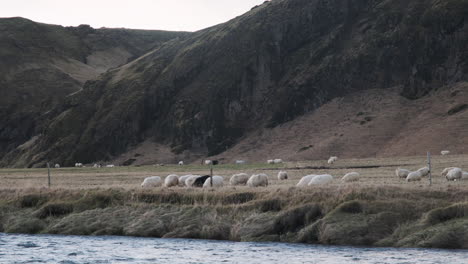 icelandic sheep graze in a remote valley beneath towering cliff, with a flowing river in the foreground