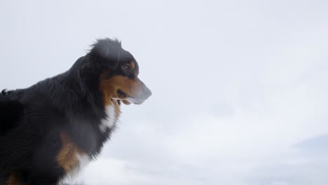 Porträt-Eines-Hundes-Im-Schnee,-Der-über-Die-Kamera-Blickt,-Zeitlupe