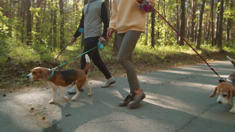 couple walking dogs in a park