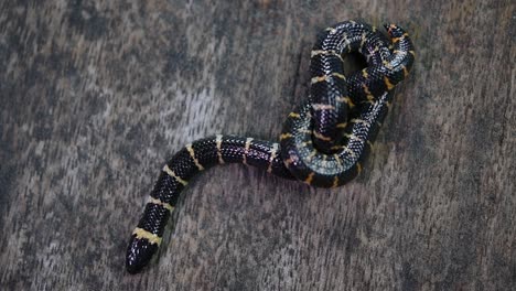 cylindrophis ruffus, serpiente pipa de cola roja, descansaba sobre un piso de madera y se enrollaba en una figura de ocho nudos deshaciéndose y saliendo del marco